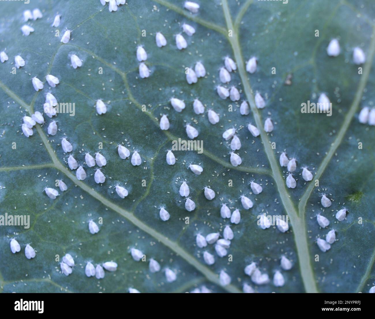 Papillon très nocif (Aleyrodes prolétella) sur la plante Banque D'Images