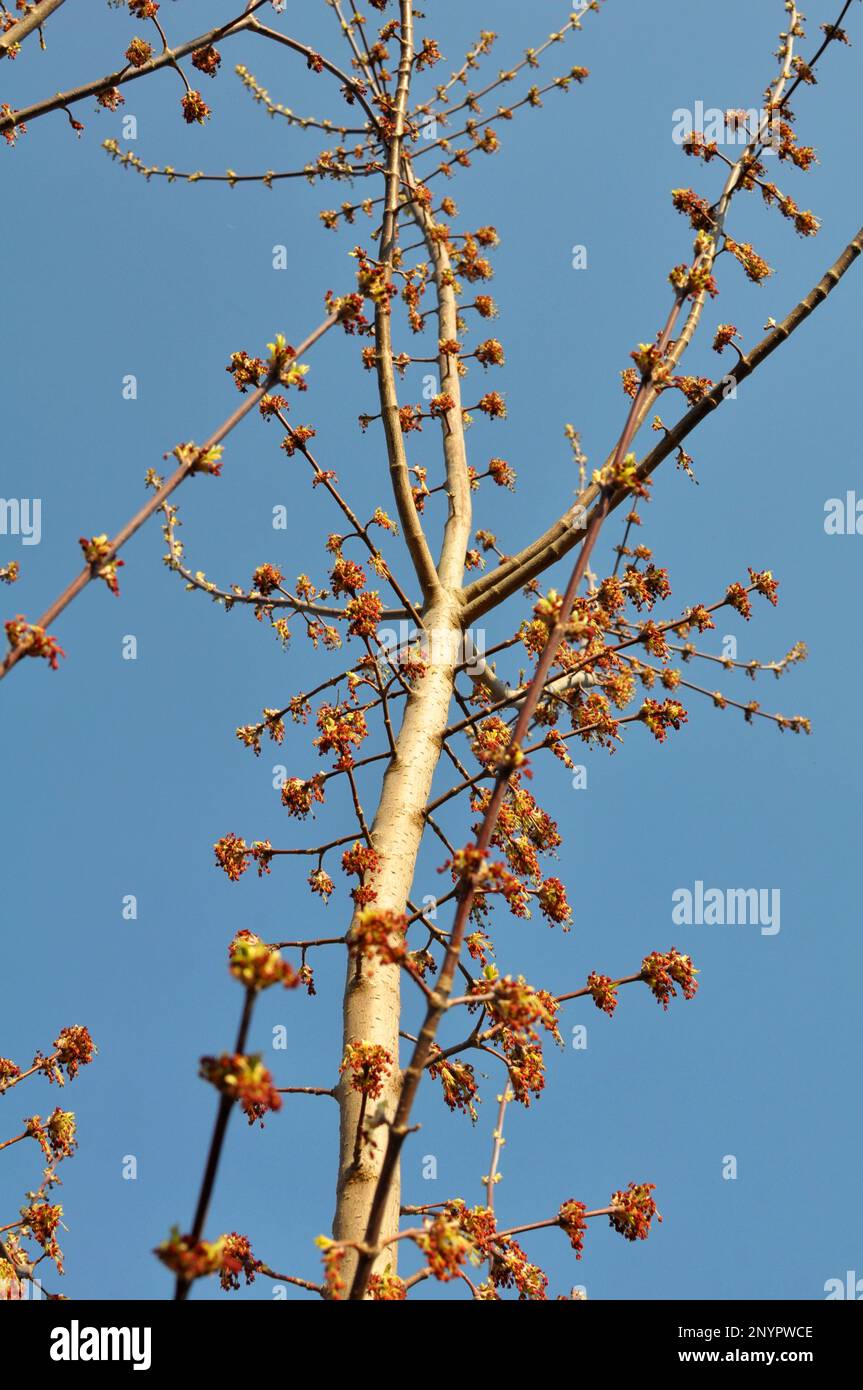 Au printemps, l'érable à frêne (Acer negundo) fleurit dans la nature Banque D'Images