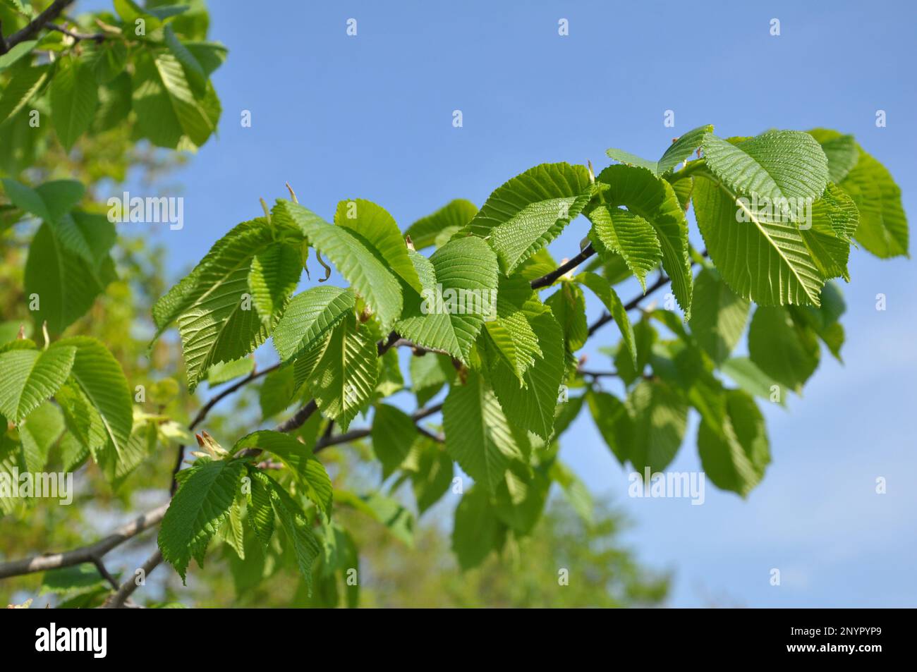 Une branche d'un orme (Ulmus) pousse dans la nature Banque D'Images