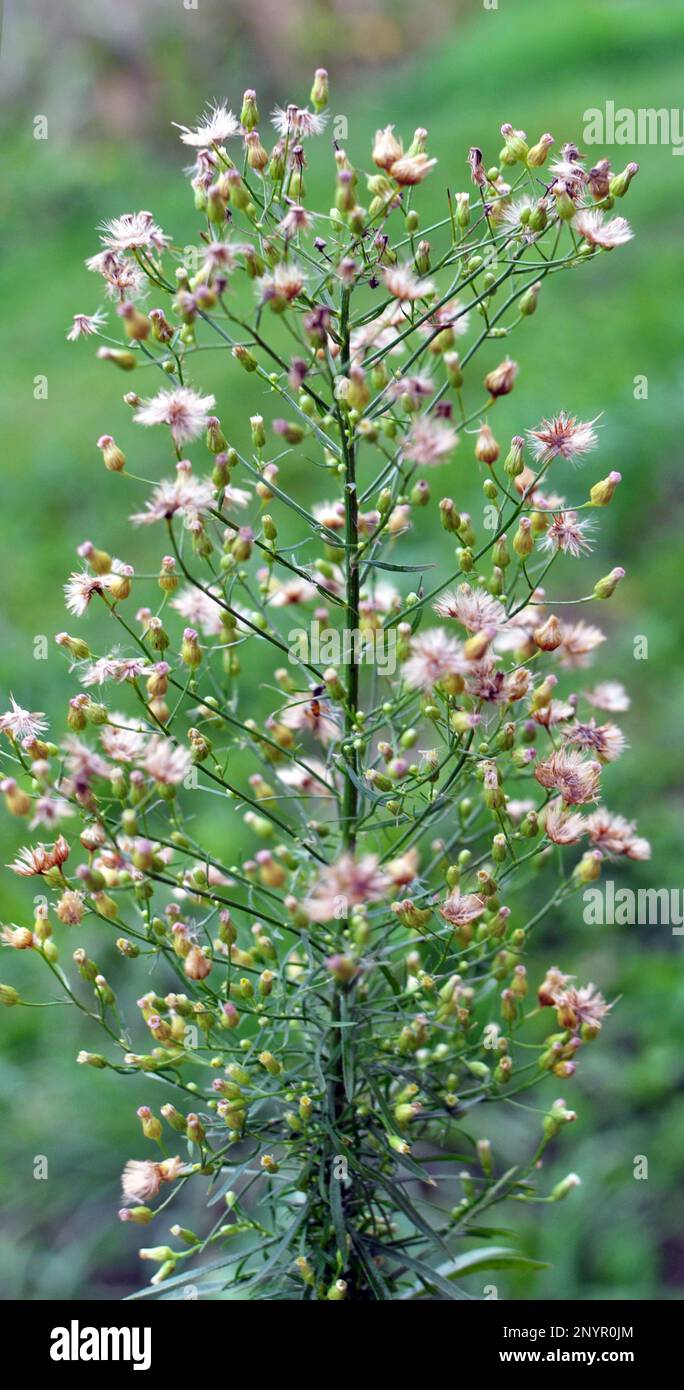 Erigeron canadensis pousse dans la nature en été Banque D'Images