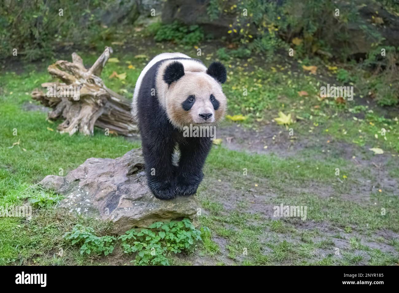 Un panda géant debout sur l'herbe, portrait Banque D'Images