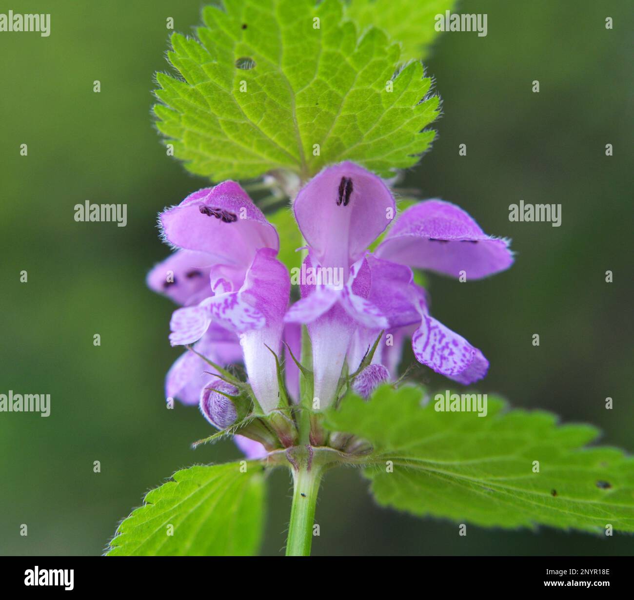 Il fleurit dans le violet d'ortie sourd sauvage (Lamium purpueum) Banque D'Images