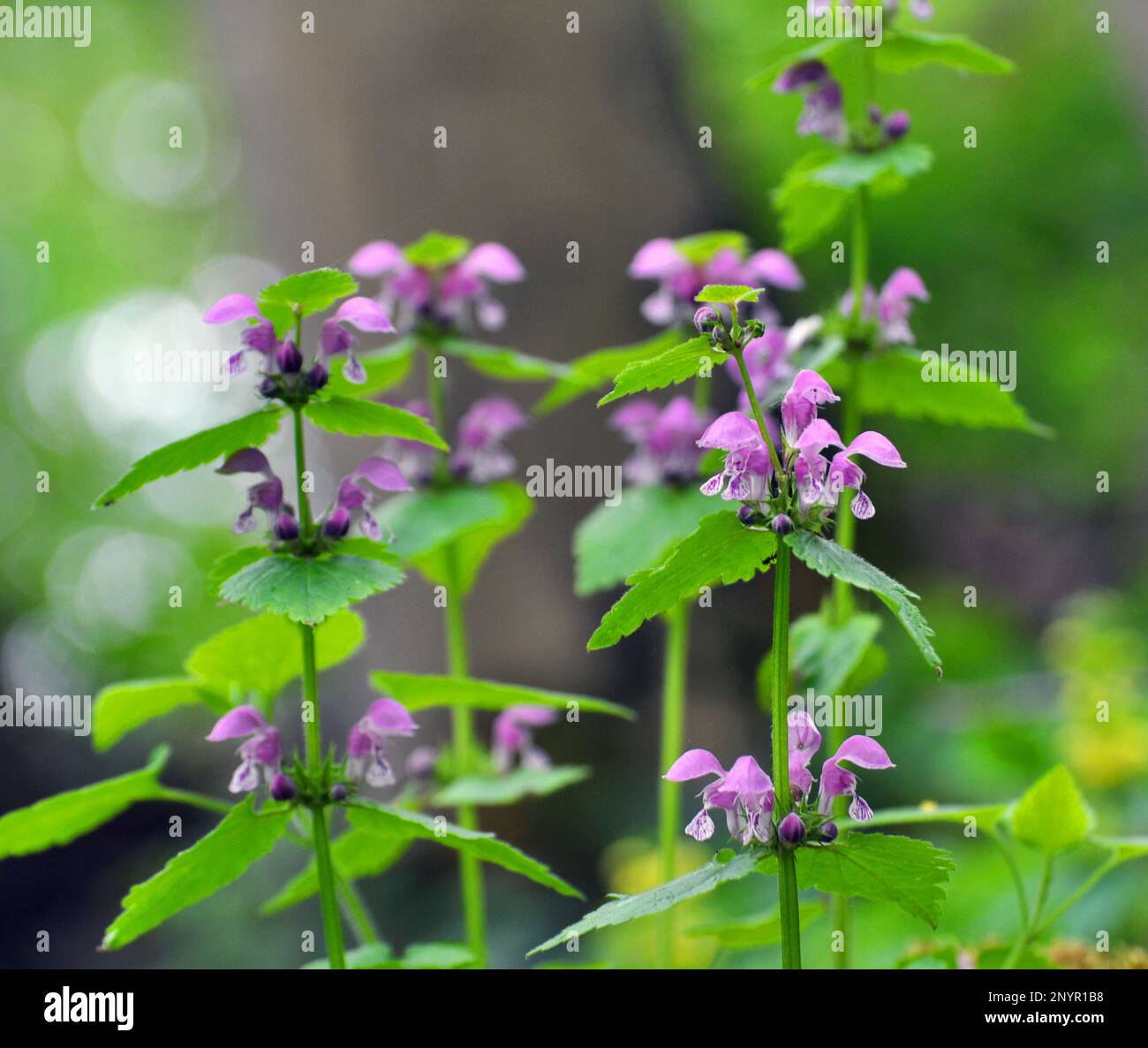 Il fleurit dans le violet d'ortie sourd sauvage (Lamium purpueum) Banque D'Images