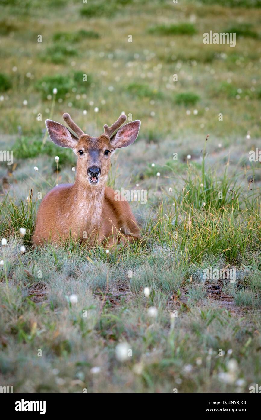 WA20995-00....WASHINGTON - cerf de queue noir à Hurricane Ridge dans le parc national olympique. Banque D'Images
