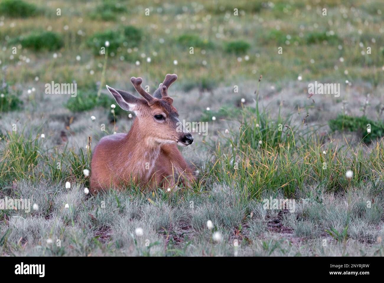 WA20996-00....WASHINGTON - cerf de queue noir à Hurricane Ridge dans le parc national olympique. Banque D'Images