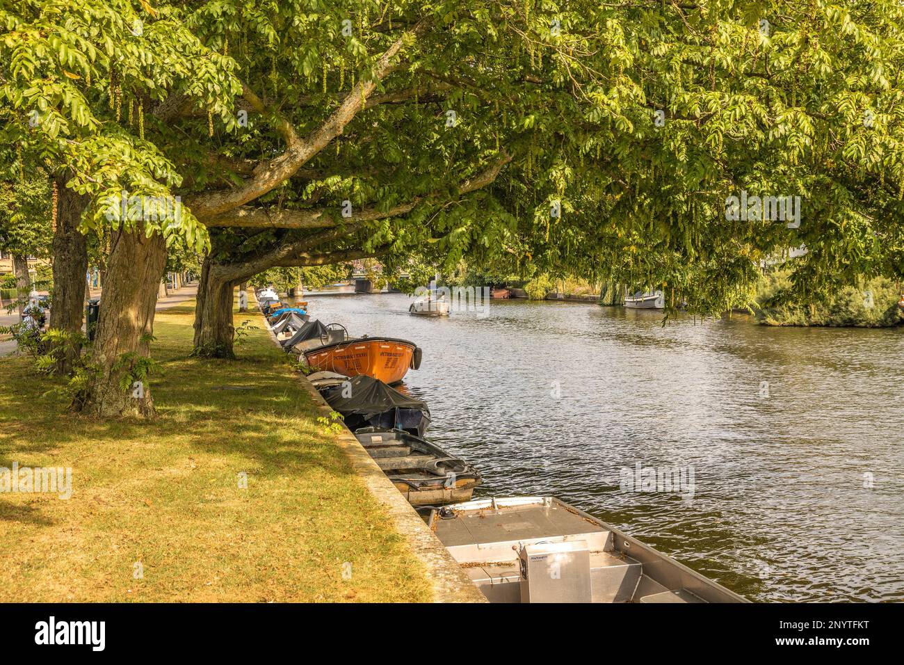 quelques bateaux garés sur le côté d'une rivière à côté d'un arbre avec des feuilles vertes accrochées de ses branches Banque D'Images