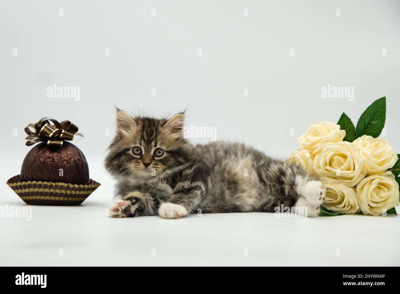 Daisy - chaton sibérien.Cute carte de voeux Banque D'Images