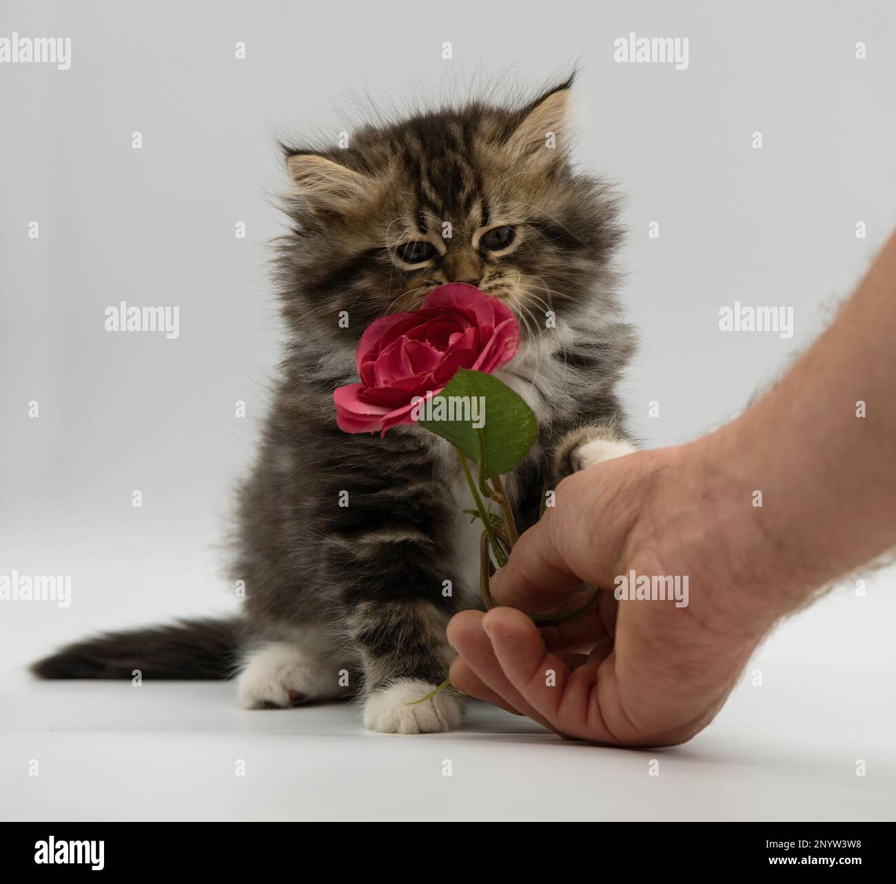 Daisy - carte de voeux avec un chat et une fleur Banque D'Images