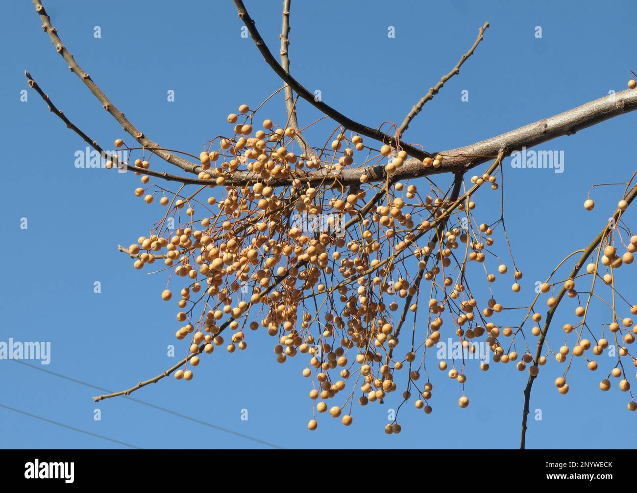 Melia Azedarach, les fruits perses du Lilas sur la branche sous le ciel bleu Banque D'Images