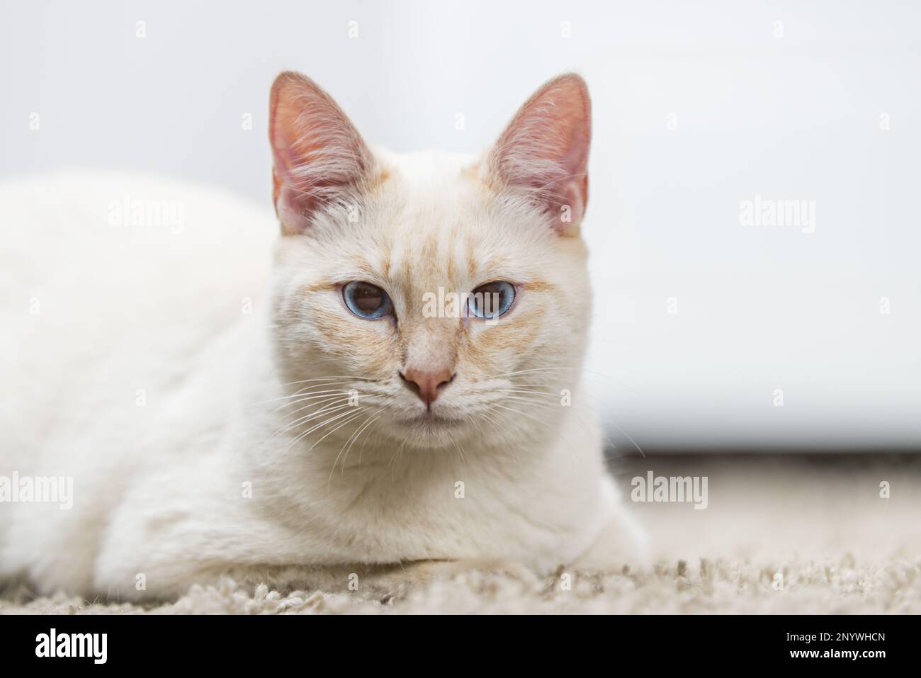 Portrait d'un chaton blanc avec des cheveux de bronzage et des yeux bleu profond Banque D'Images