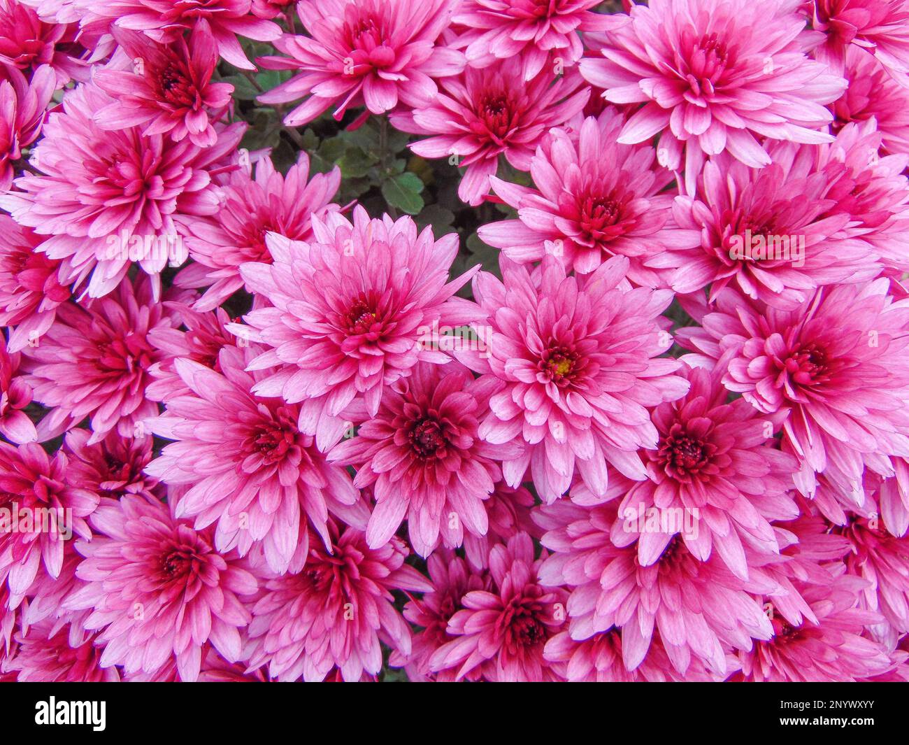 Fleurs de Chrysanthemum de Florists roses. Dendranthema grandiflorum Banque D'Images