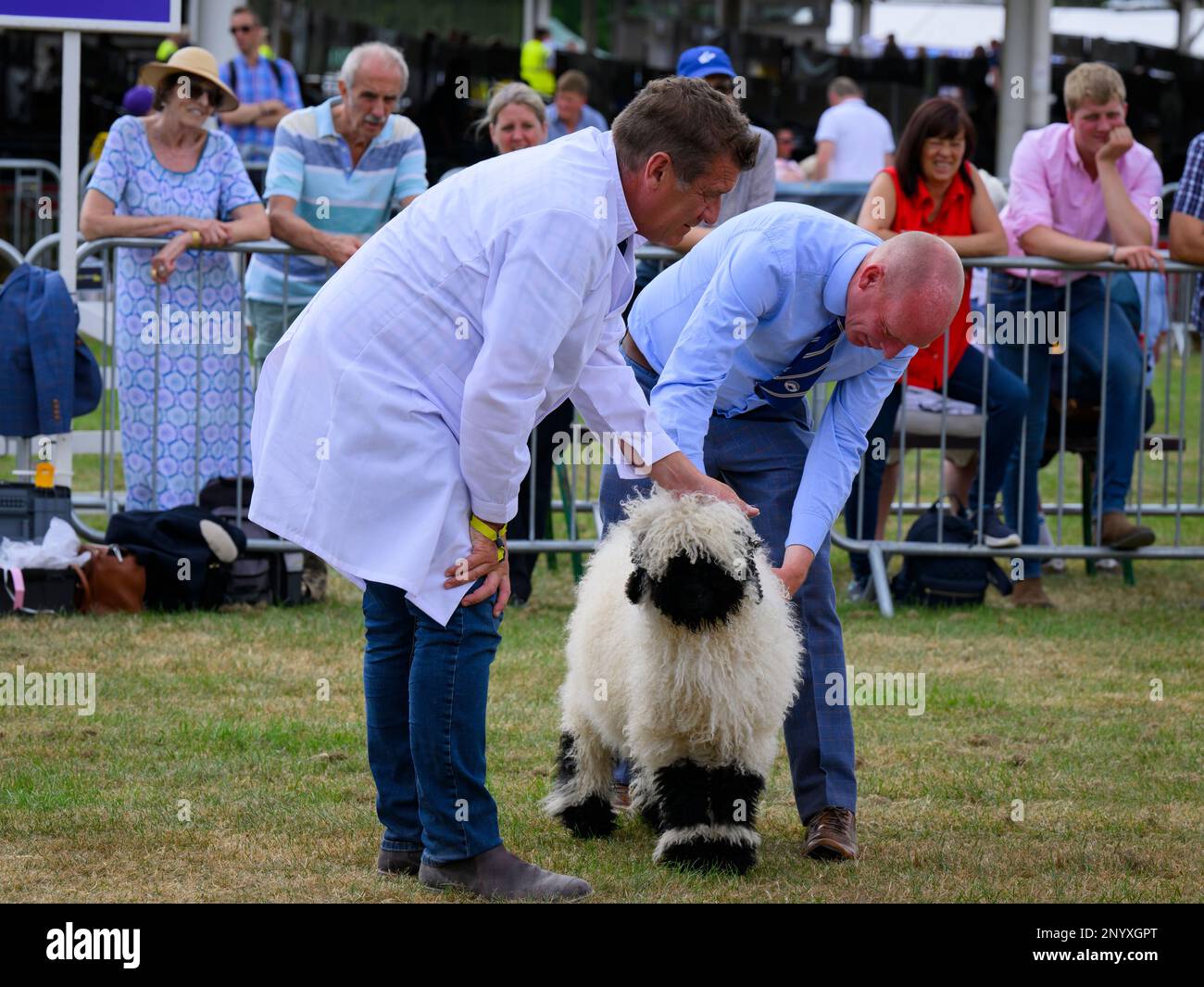 Le joli mouton noir du Valais (polaire blanche et noire) est accompagné d'un fermier (homme) à juger - Great Yorkshire Country Show, Harrogate England. Banque D'Images