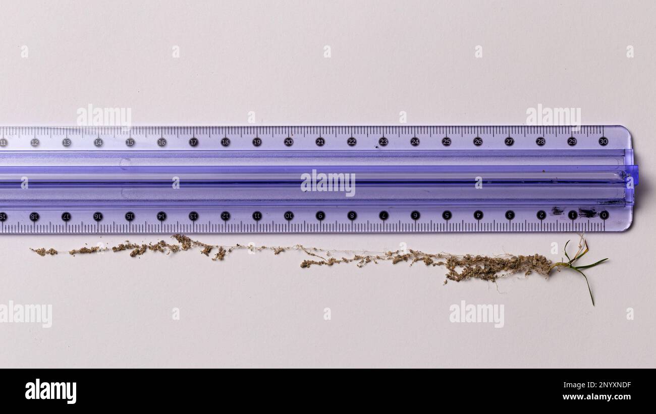 Sol et germe avec règle. Illustre la mesure et la croissance précoce des plantes pour l'éducation/la science. Banque D'Images