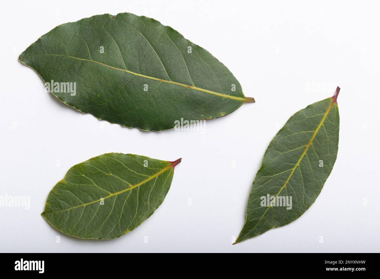 Laurus Nobilis feuilles sur fond blanc - vue de dessus Banque D'Images Laurus Nobilis feuilles sur fond blanc - vue de dessus Banque D'Images