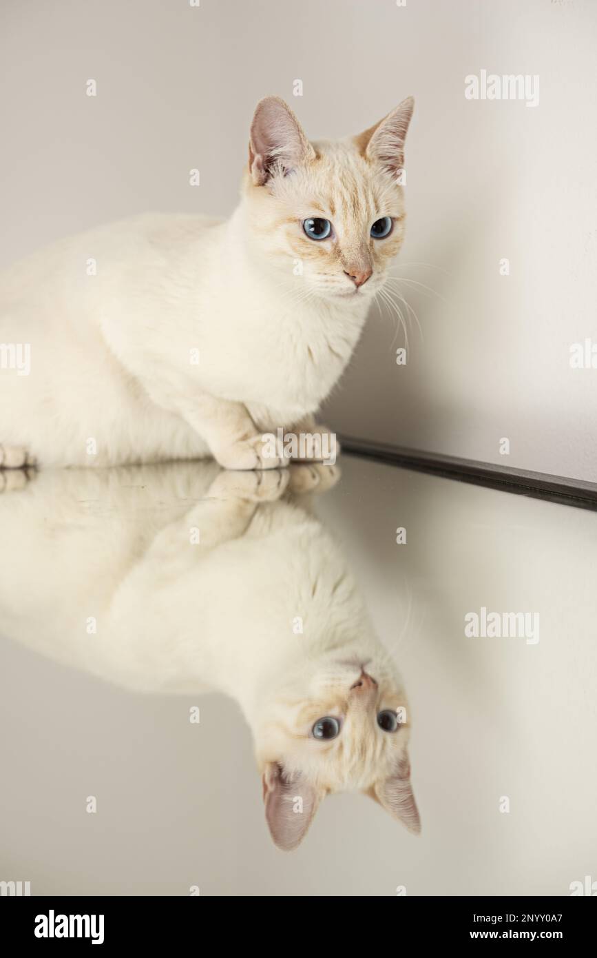 Un beau chat blanc avec des yeux très bleus sur un miroir Banque D'Images