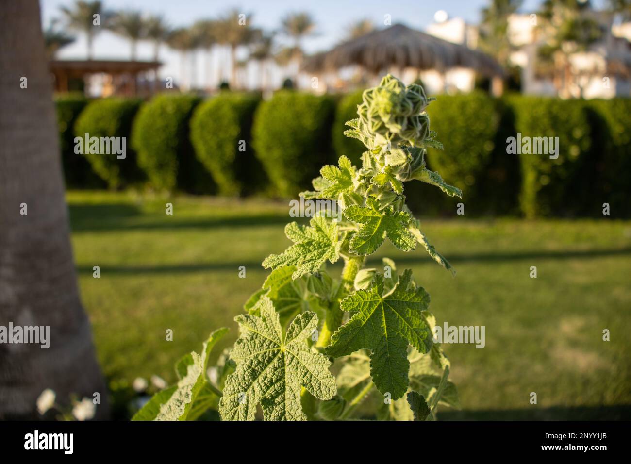 Pousse verte avec boutons de fleurs de Hollyhock (espèce Alcea) au soleil du matin Banque D'Images