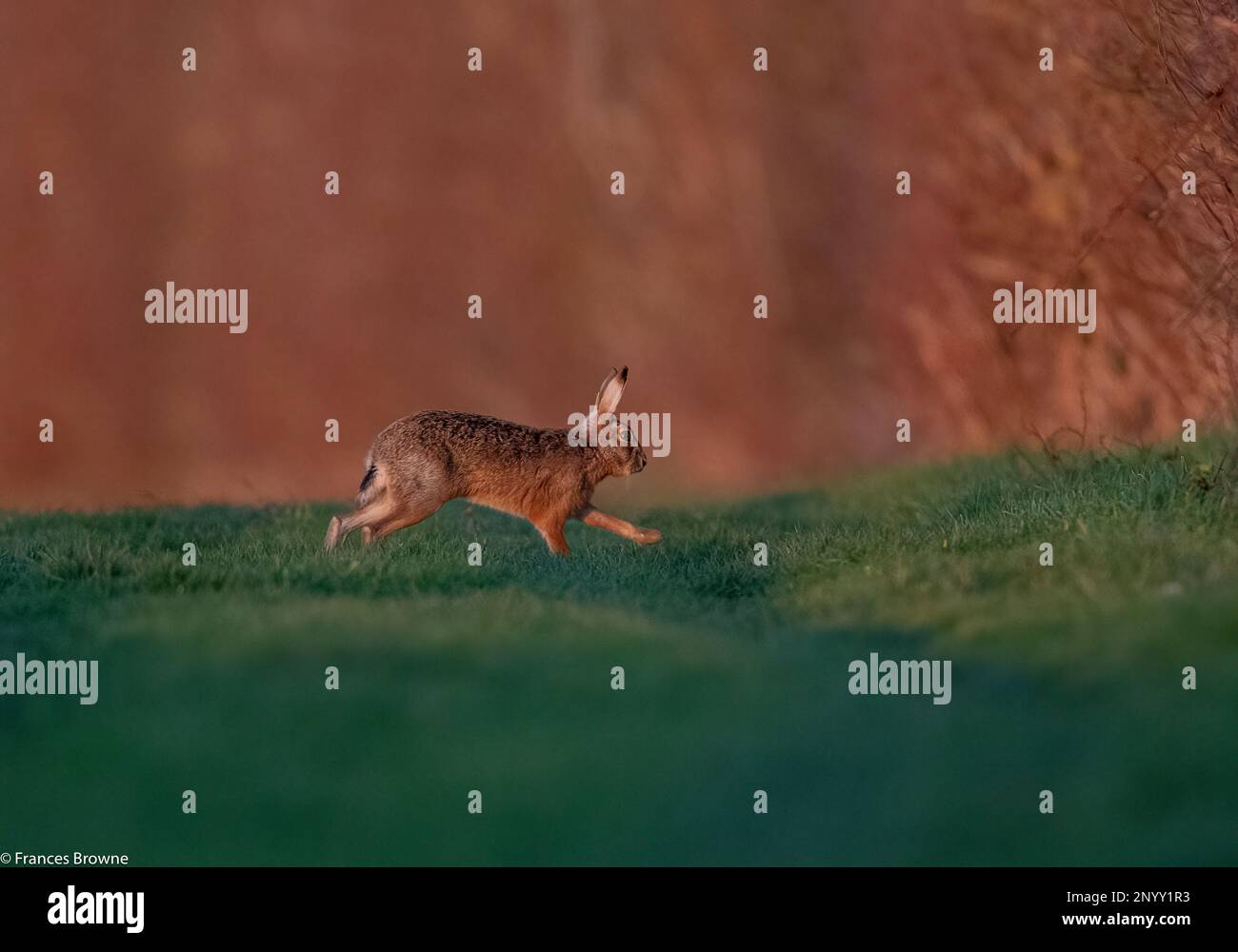 Un lièvre brun ( Lepus europaeus) mis en évidence par un coucher de soleil d'or, je montre comment il se déplace, il est long jambes et souple colonne vertébrale.Suffolk, UK Banque D'Images