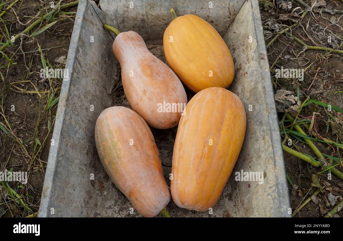 Récolte de courgettes. Aliments biologiques. Courge fraîche dans le bac Banque D'Images