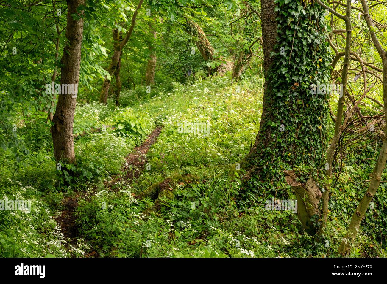 Sentier de randonnée en forêt vierge bordé d'un tronc d'arbres couvert de lierre, section du sentier de randonnée 'ith-HiLS-Weg', Weserbergland, Allemagne Banque D'Images