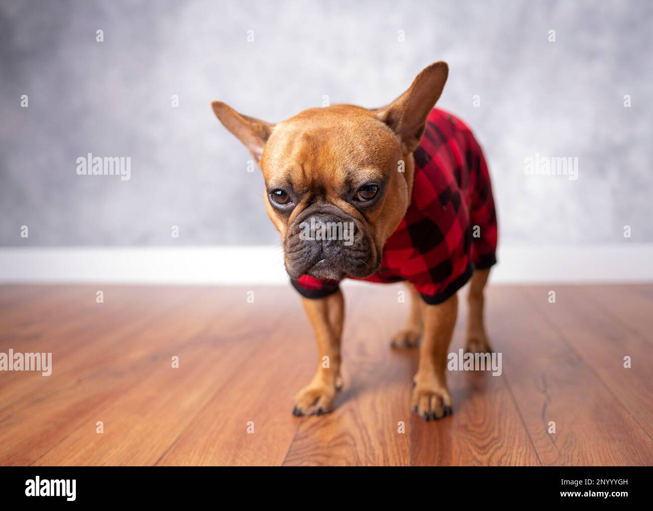 Rouge fauve noir masqué french bulldog debout sur le plancher de bois dur brun portant un pyjama à carreaux de buffle rouge. Banque D'Images