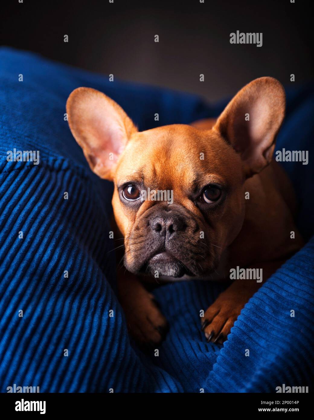 Bulldog français à motif fauve rouge posé sur fond de sac en velours côtelé bleu roi. Banque D'Images