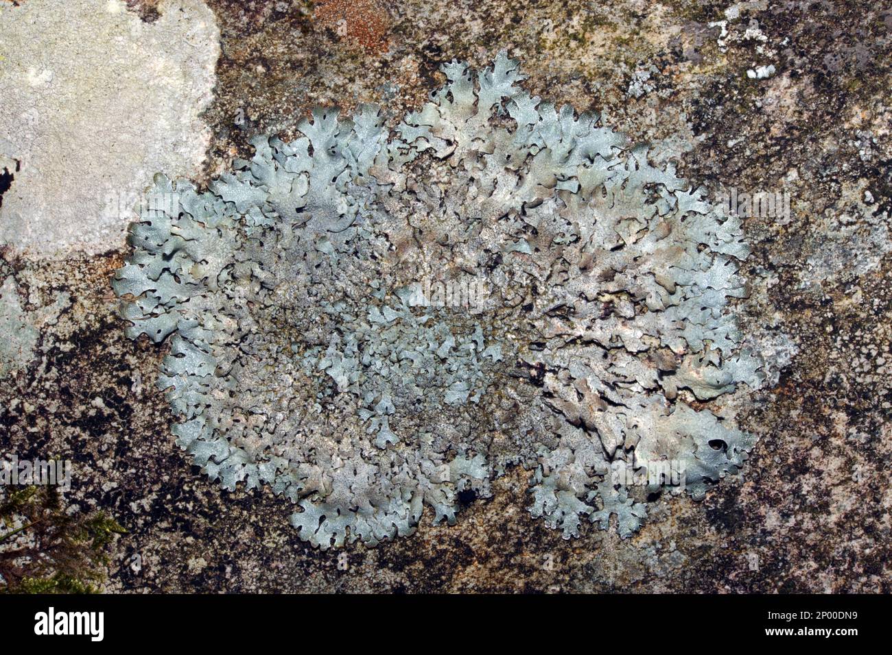 Parmelia saxatilis est commun sur les roches et les arbres aboyés à l'acide. Il est largement distribué dans les zones tempérées et boréales de l'hémisphère nord. Banque D'Images