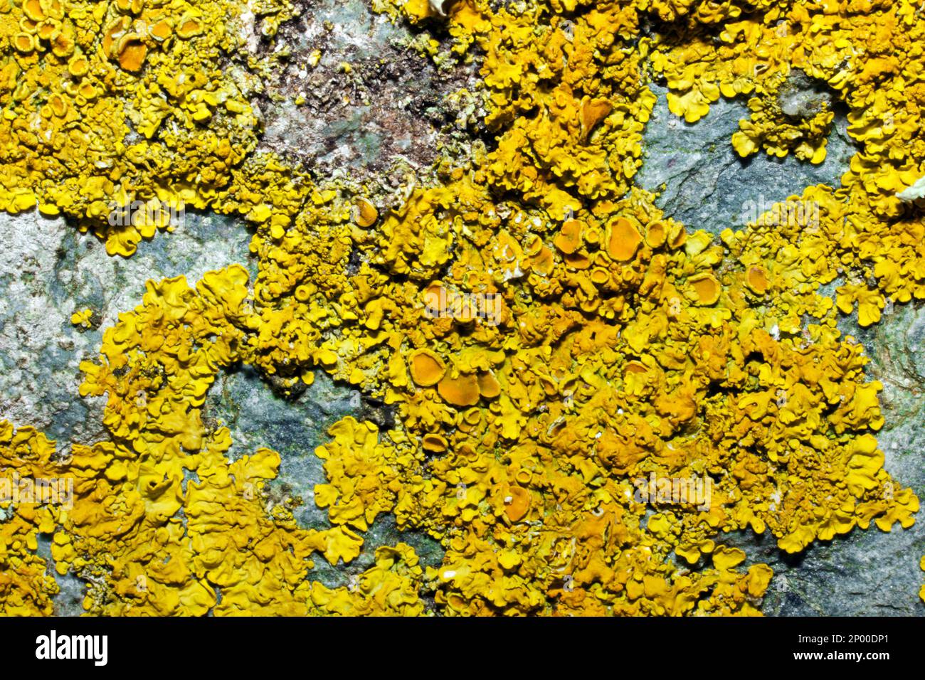Xanthoria parietina (lichen orange commun) se trouve sur les rochers de la mer et sur les roches intérieures ou l'écorce d'arbre. C'est une espèce cosmopolite. Banque D'Images