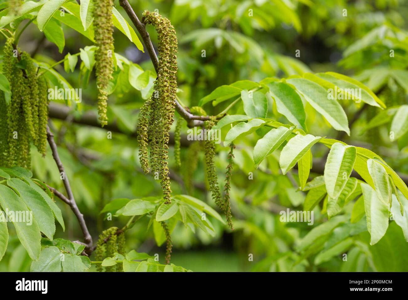 La branche de l'arbre à noix de Manchurien Juglans mandshurica avec des chatons étamines fleurs . fond de ressort vert naturel Banque D'Images