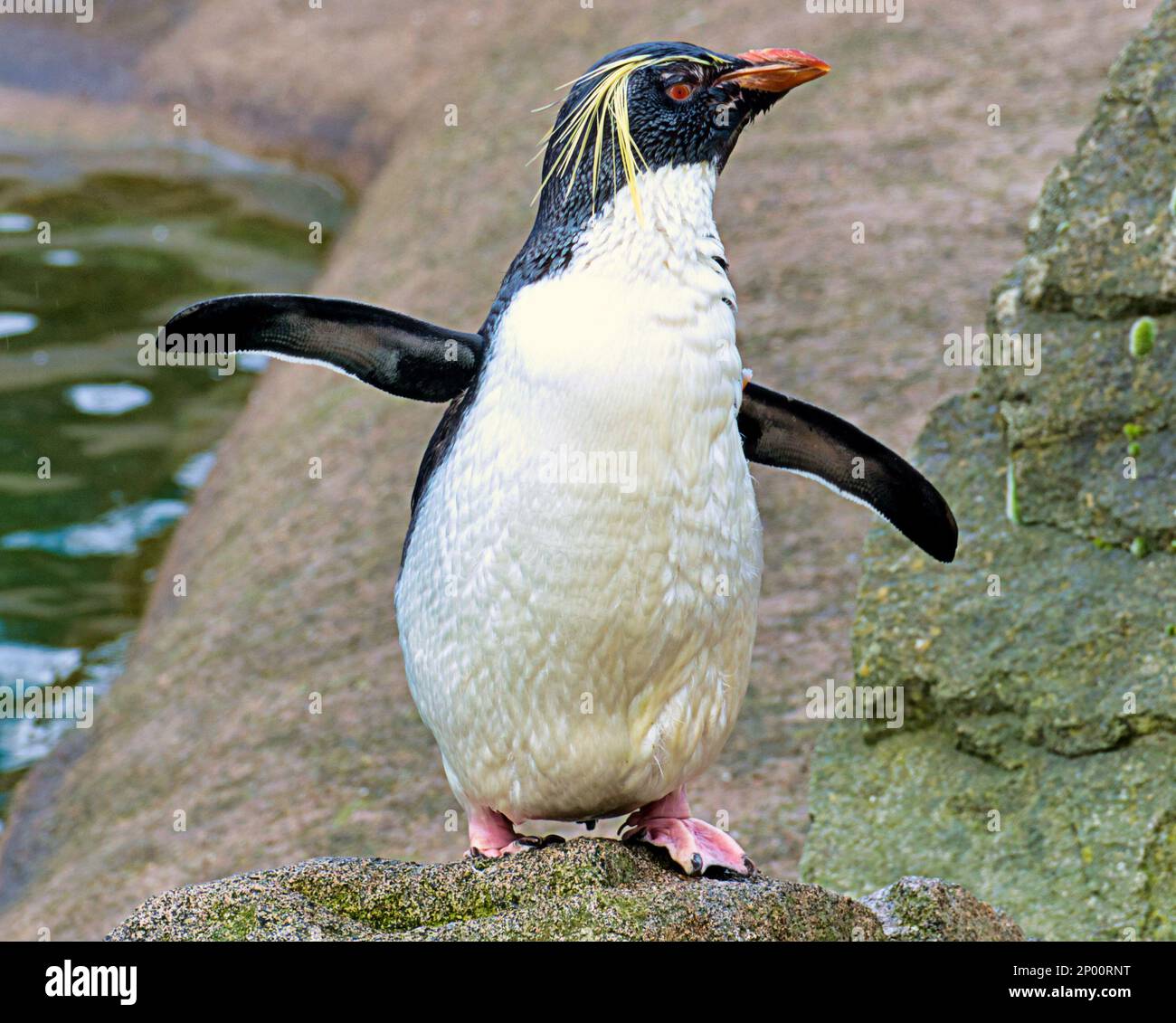 Édimbourg, Écosse, Royaume-Uni 2nd t Mars 2023. Météo au Royaume-Uni : les pingouins de rockhopper chantent sous la pluie. Le deuxième jour de printemps a vu la pluie tandis que le zoo et ses animaux en ont fait le meilleur. Crédit Gerard Ferry/Alay Live News Banque D'Images