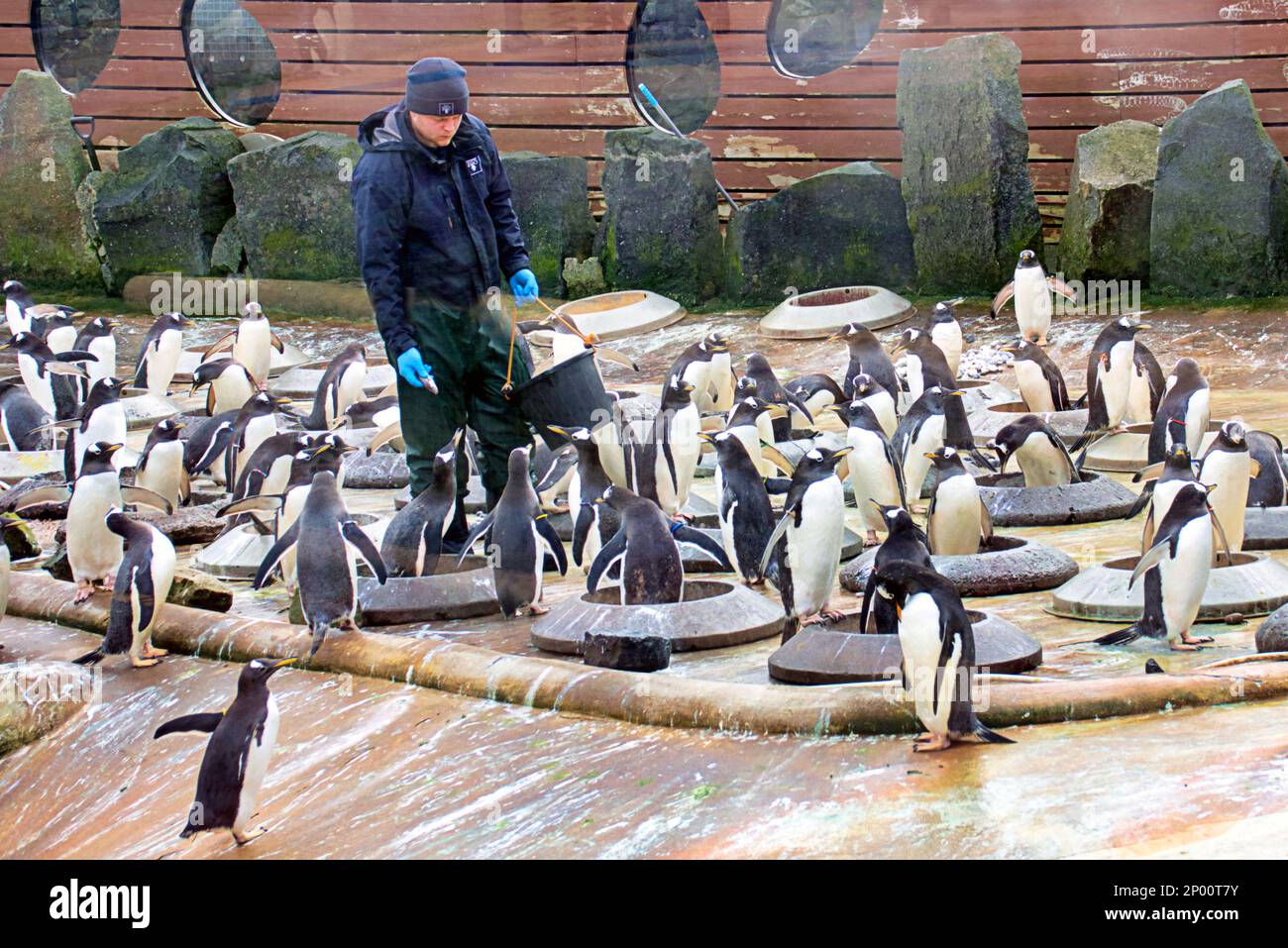 Édimbourg, Écosse, Royaume-Uni 2nd t Mars 2023. Météo au Royaume-Uni : les pingouins de rockhopper chantent sous la pluie. Le deuxième jour de printemps a vu la pluie tandis que le zoo et ses animaux en ont fait le meilleur. Crédit Gerard Ferry/Alay Live News Banque D'Images