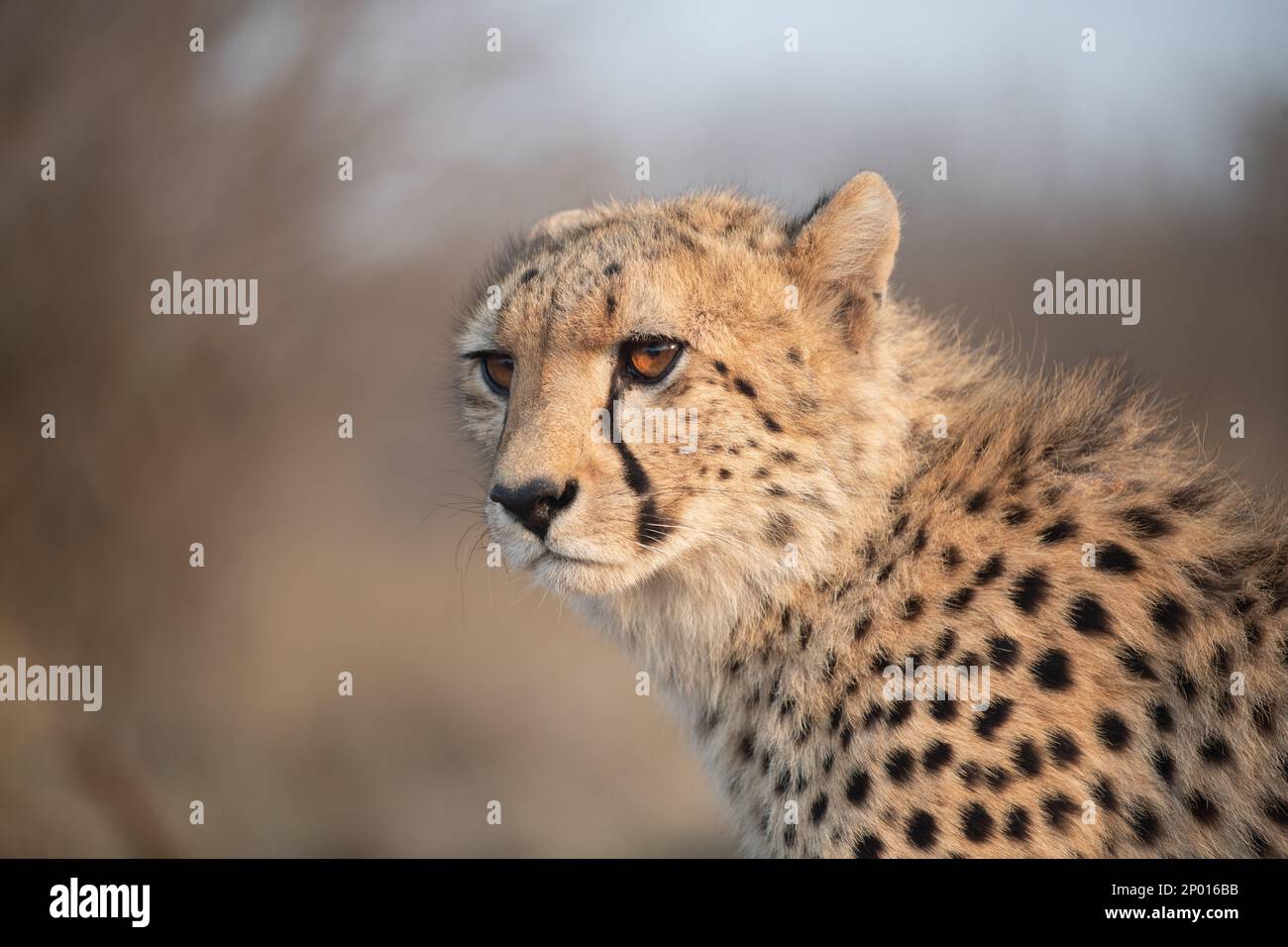 Portrait d'un guépard dans la lumière du matin en Afrique du Sud Banque D'Images