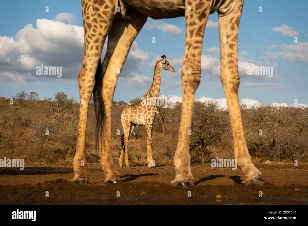 Une jeune girafe visible à travers les jambes d'un adulte au bord d'un trou d'eau en Afrique du Sud. Banque D'Images