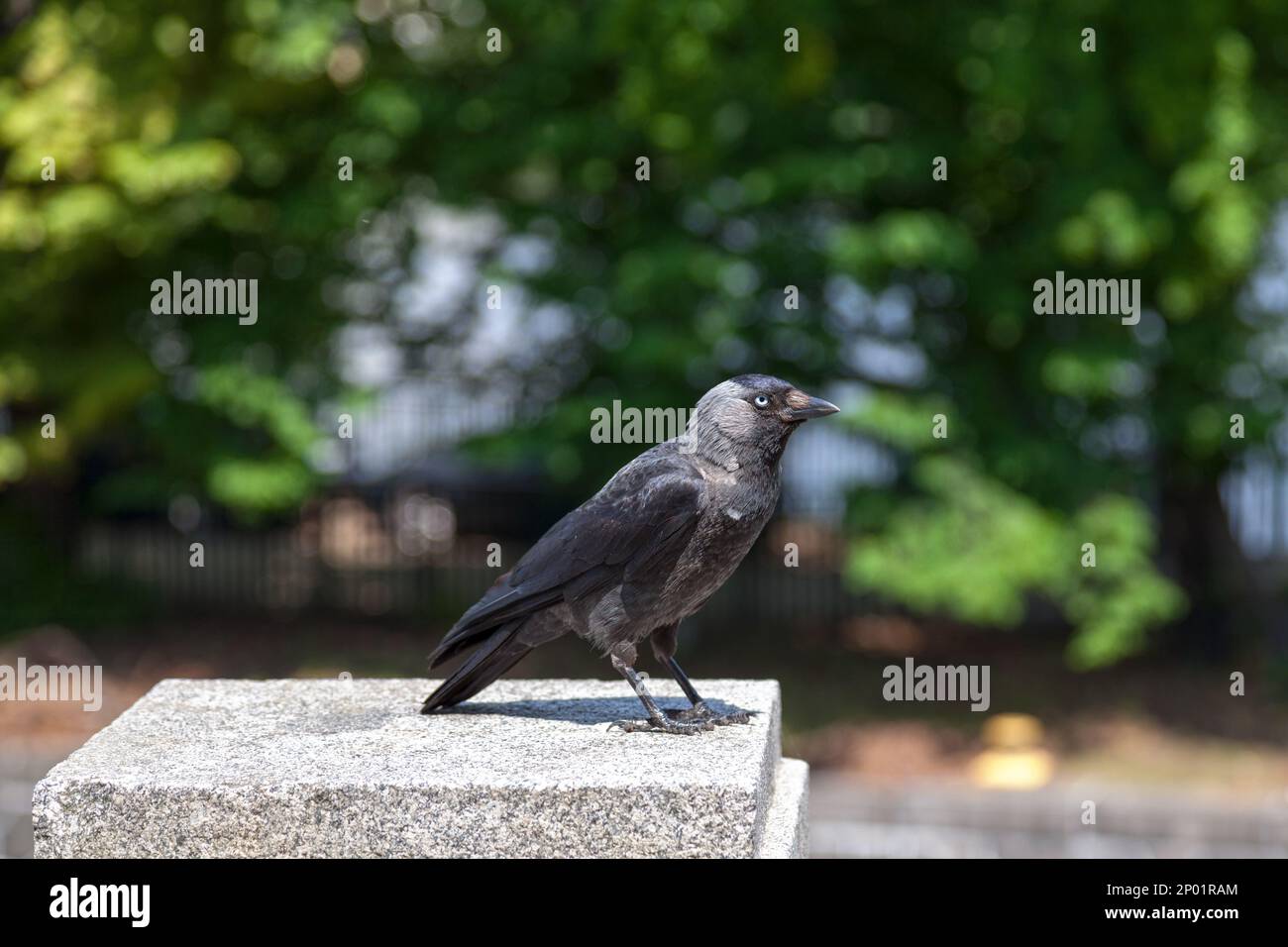 La calaque occidentale (Coloeus monedula), également connue sous le nom de la calaque eurasienne, la calaque européenne, ou tout simplement la calaque, est un oiseau de passereau dans le famil de corbeau Banque D'Images