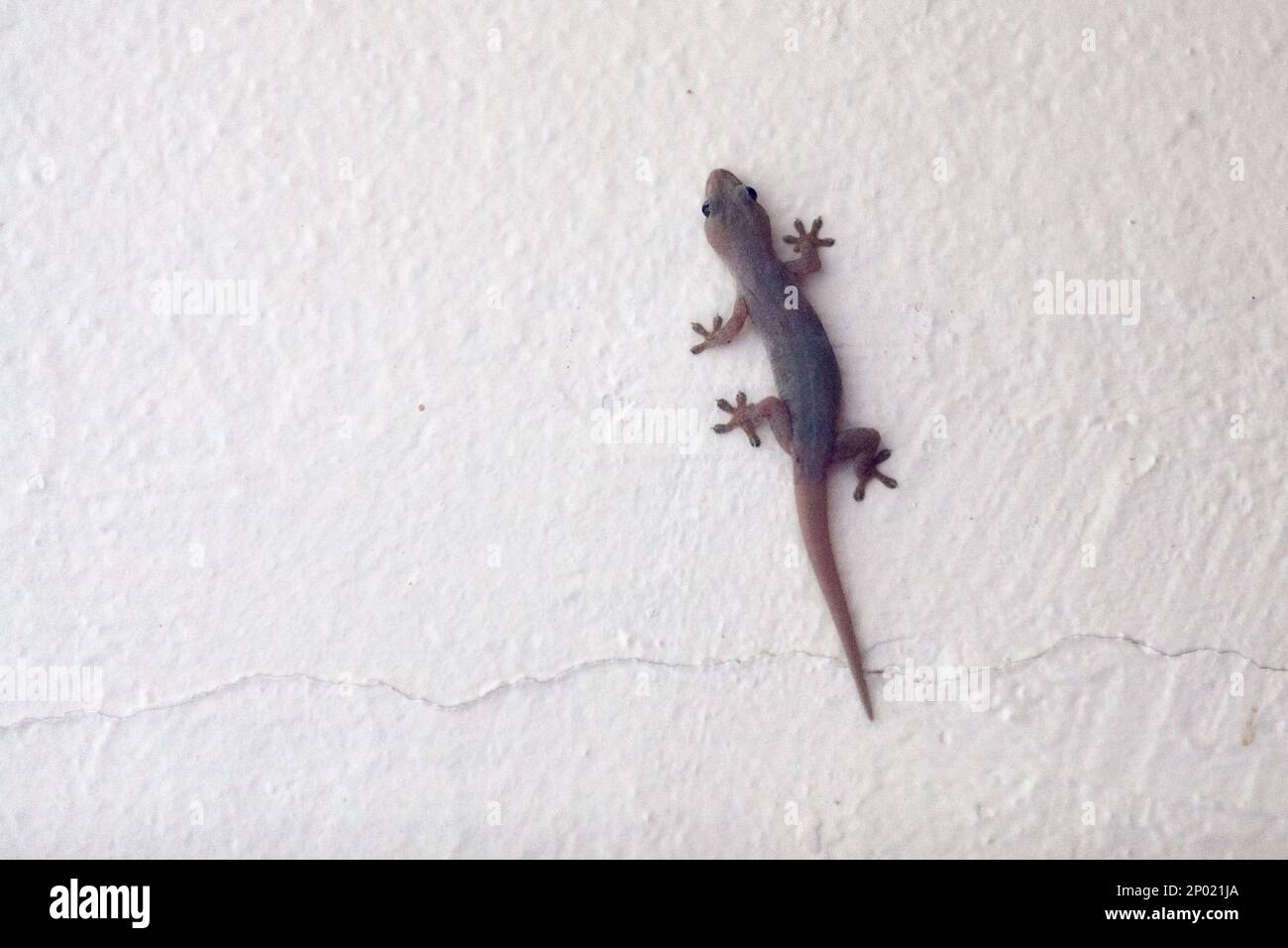 La maison commune gecko (Hemidactylus frenatus) est originaire de l'Asie du Sud-est. Il est également connu sous le nom de la maison du Pacifique gecko, la maison asiatique gecko, nous Banque D'Images
