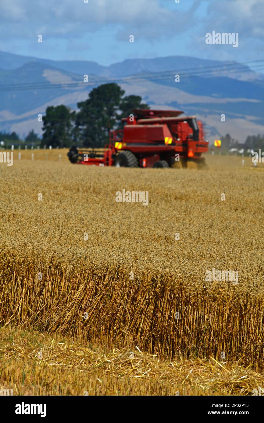 Une moissonneuse-batteuse prend part à la récolte de blé de la nouvelle saison sur les plaines de Canterbury, île du Sud, Nouvelle-Zélande Banque D'Images