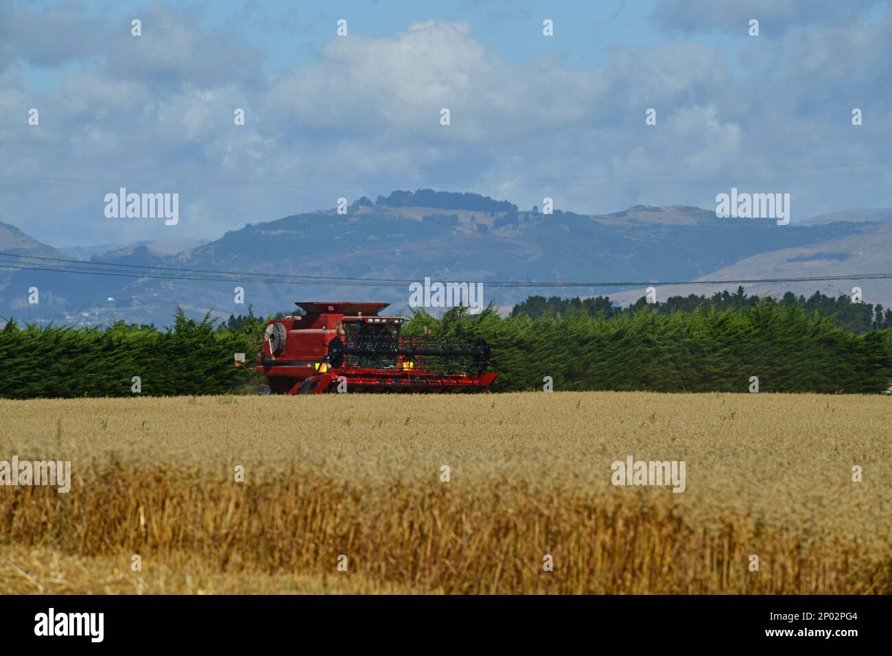 Une moissonneuse-batteuse prend part à la récolte de blé de la nouvelle saison sur les plaines de Canterbury, île du Sud, Nouvelle-Zélande Banque D'Images