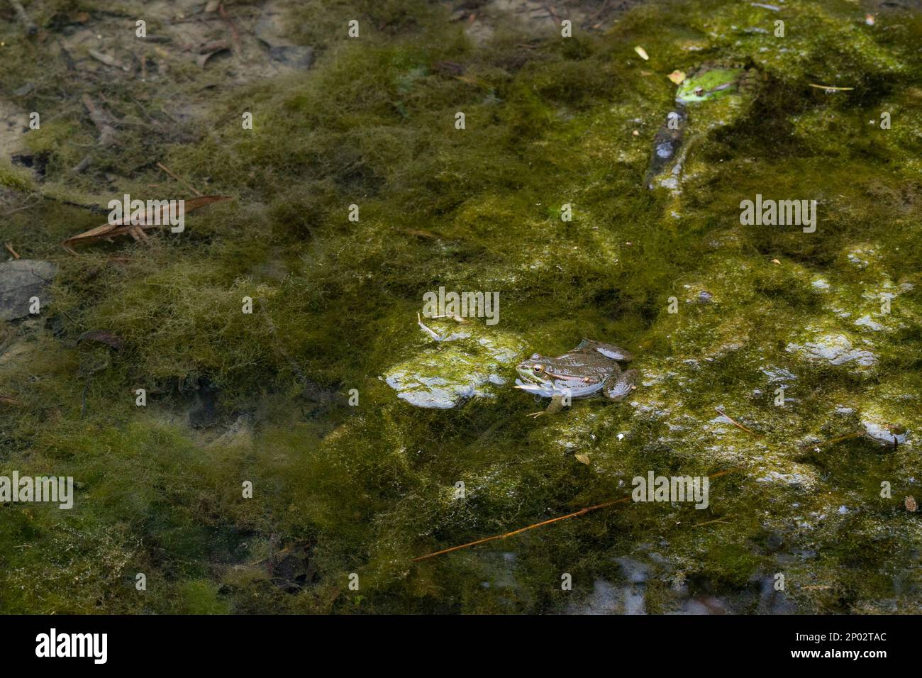 Une grenouille verte dans un étang le jour ensoleillé du printemps, mai Banque D'Images