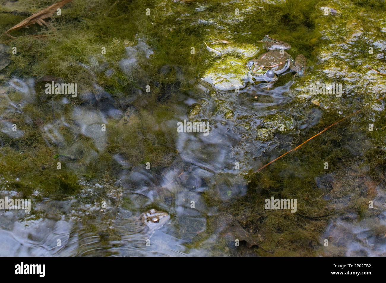 Une grenouille verte dans un étang le jour ensoleillé du printemps, mai Banque D'Images