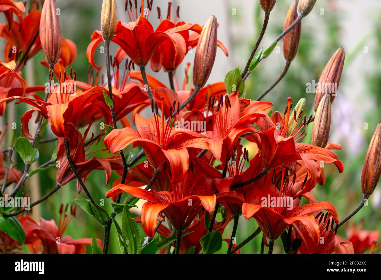 Un Bush de lys tigres rouges dans le jardin dans un lit de fleurs Banque D'Images