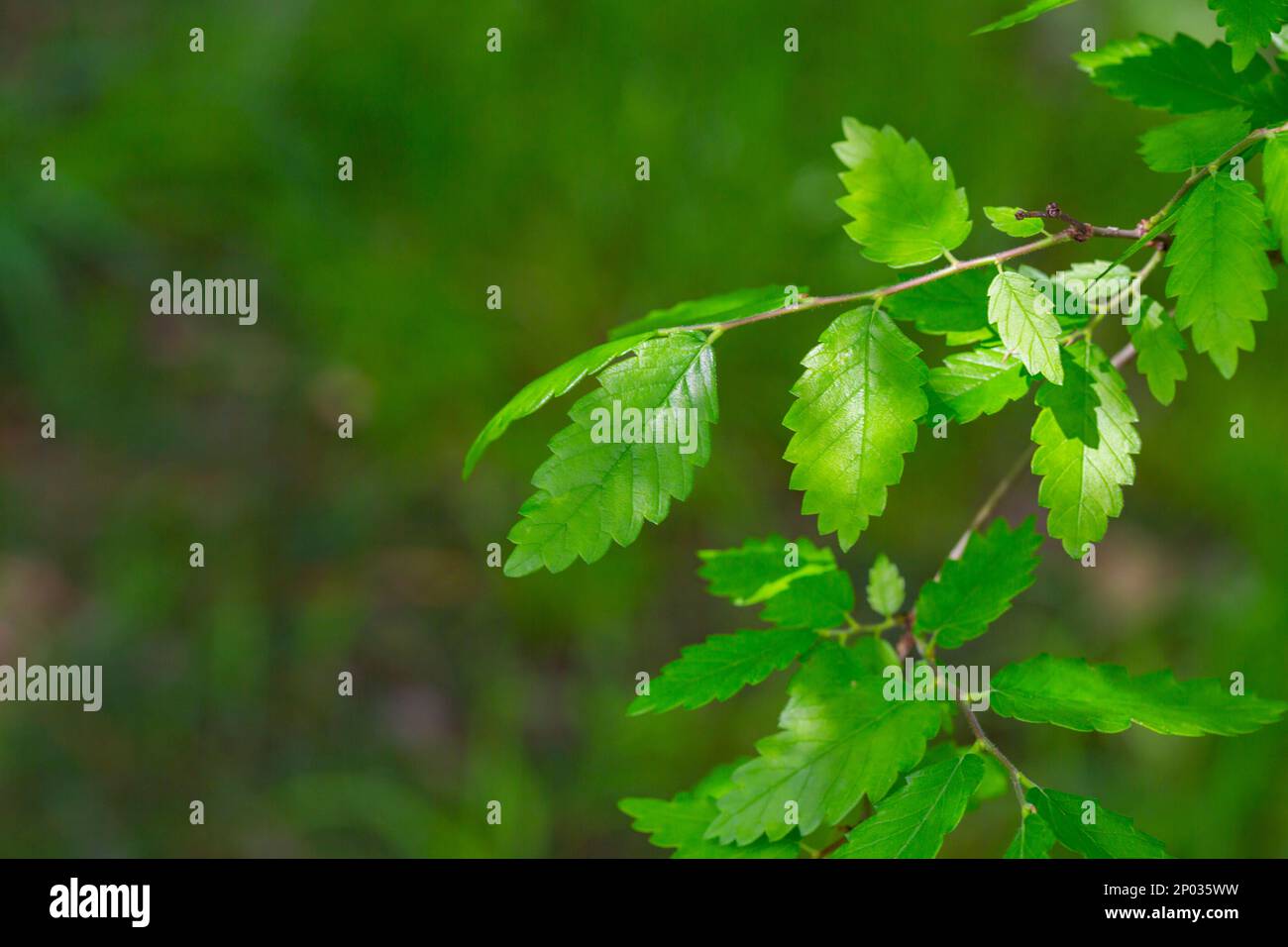 Une espèce de l'arbre de Zelkova, Zelkova serrata, keyaki, zelkova japonaise, Kinme keyaki. Une espèce d'arbre souvent utilisée en bonsaï. Jeune vert jaune congé Banque D'Images