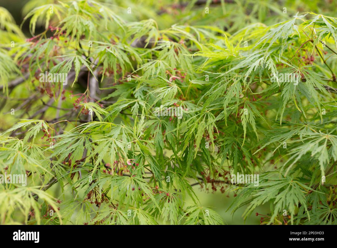 Jeune érable japonais - Acer Palmatum Dissectum au printemps Banque D'Images