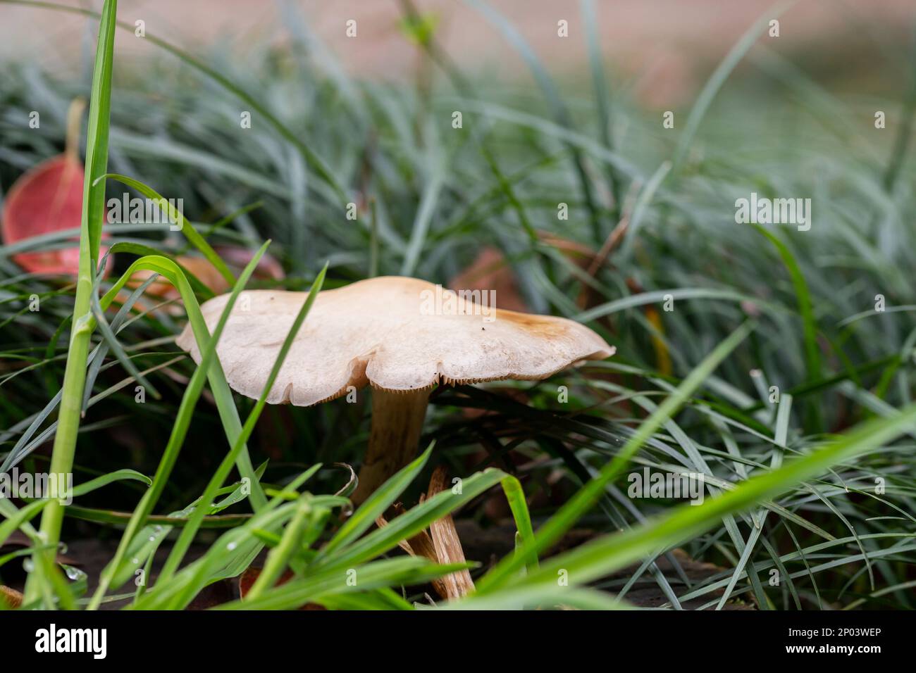 Champignon sauvage poussant sur un arbre Banque de photographies et d — free download