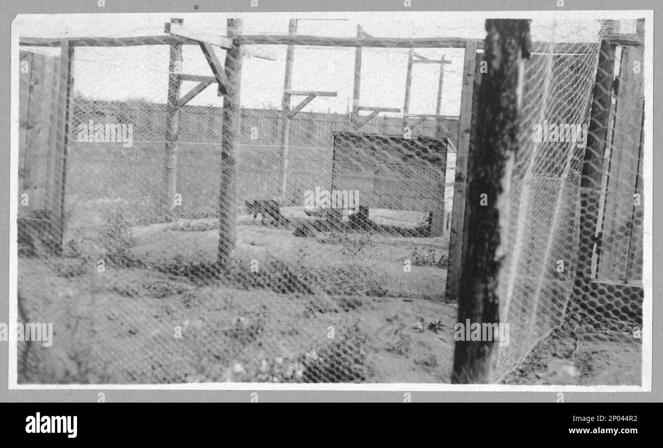 Ferme Fox. Collection Frank and Frances Carpenter , Don; Mme W. Chapin Huntington; 1951, cages,Alaska,Fairbanks,1890-1920, Animal Housing,Alaska,Fairbanks,1890-1920, renards,Alaska,Fairbanks,1890-1920, États-Unis,Alaska,Fairbanks Banque D'Images