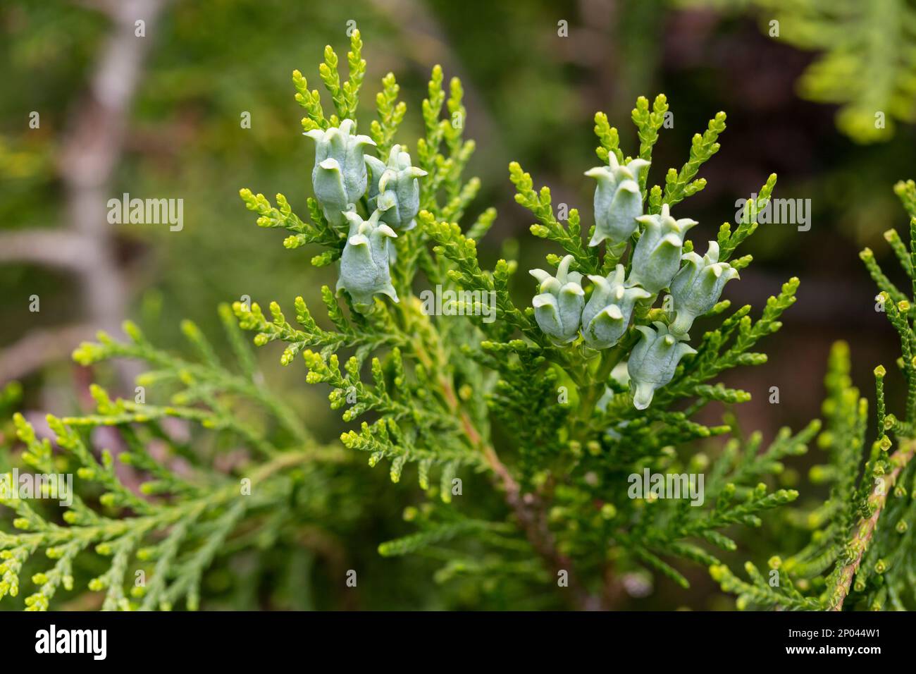 Graines bleues étonnantes de l'arbre de thuja Platycladus orientalis . Platycladus orientalis également connu sous le nom de thuja chinois ou arborvitae oriental . Mise au point sélective. Banque D'Images
