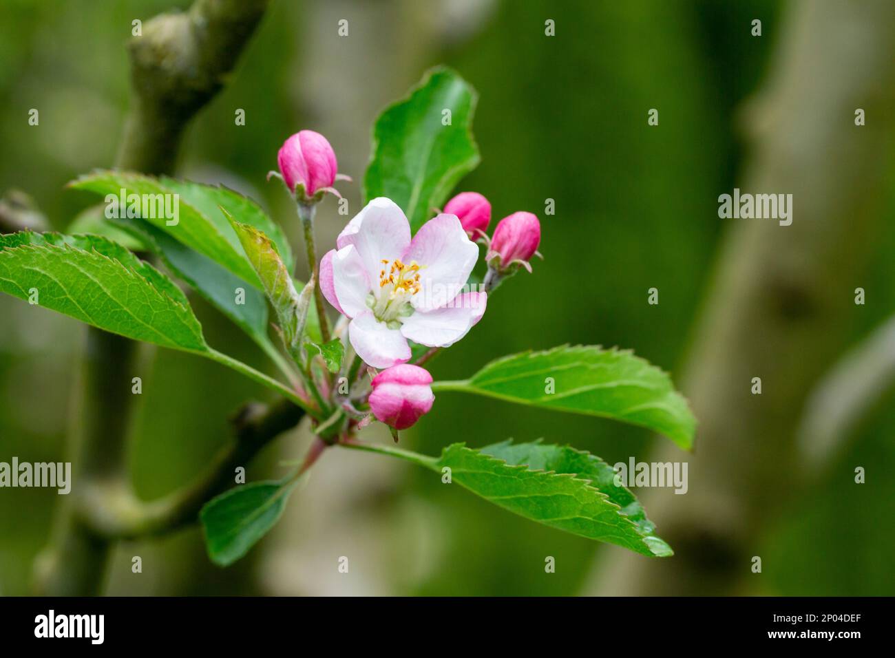 arbre - pommiers fleuris, gros plan de fleurs blanches et roses d'un arbre fruitier sur une branche sur un fond flou, arrière-plan de printemps Banque D'Images