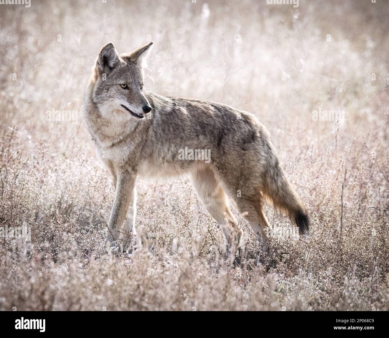 Coyote (canis latrans) debout au grand-terrain en regardant en arrière Colorado, États-Unis Banque D'Images