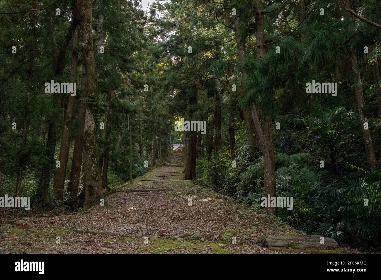 Chemin forestier vers le sanctuaire Kamiichinomiya Oawa, Kamiyama, île de Shikoku, Japon Banque D'Images