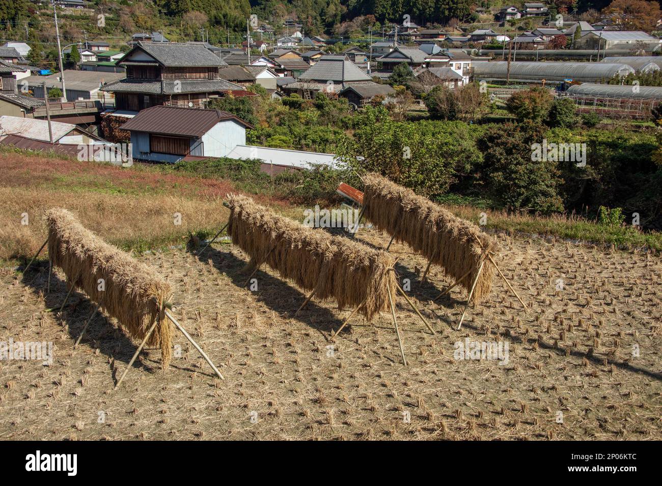 Récolte de riz, Kamiyama, île de Shikoku, Japon Banque D'Images