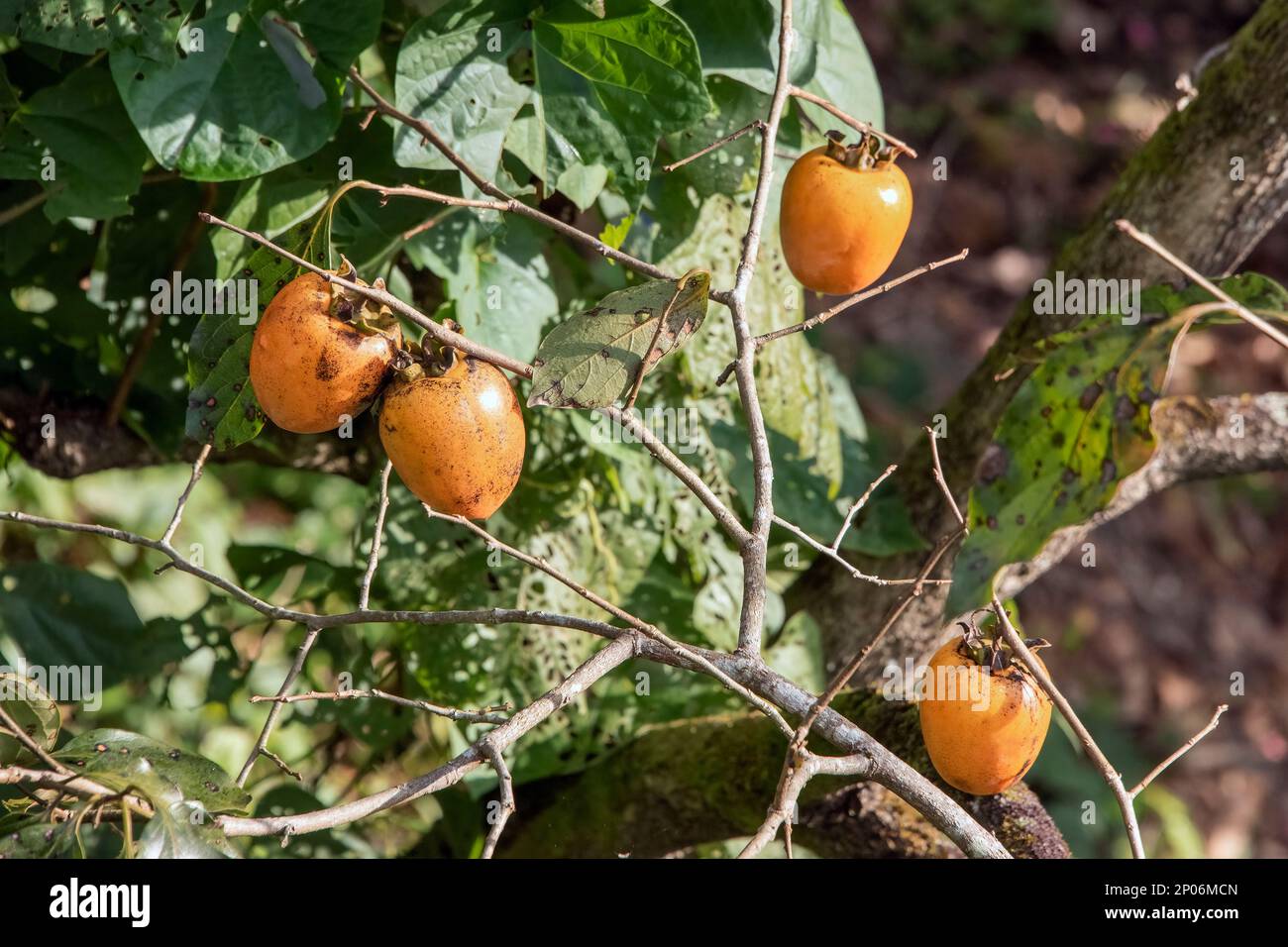 Des persimmons mûrs (kaki, Diospyros kaki) à l'automne, Kamiyama, île de Shikoku, Japon Banque D'Images