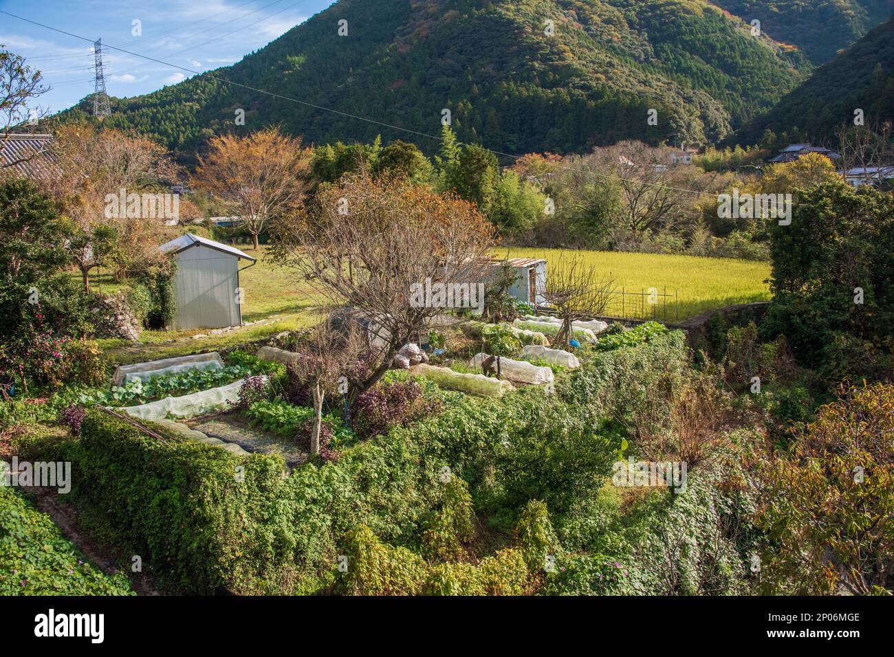 Jardin potager et rizières, Kamiyama, île de Shikoku, Japon Banque D'Images